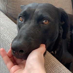 Meet your Posher, Billy